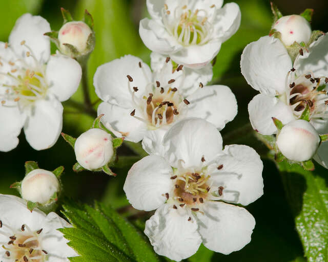 Image of green hawthorn