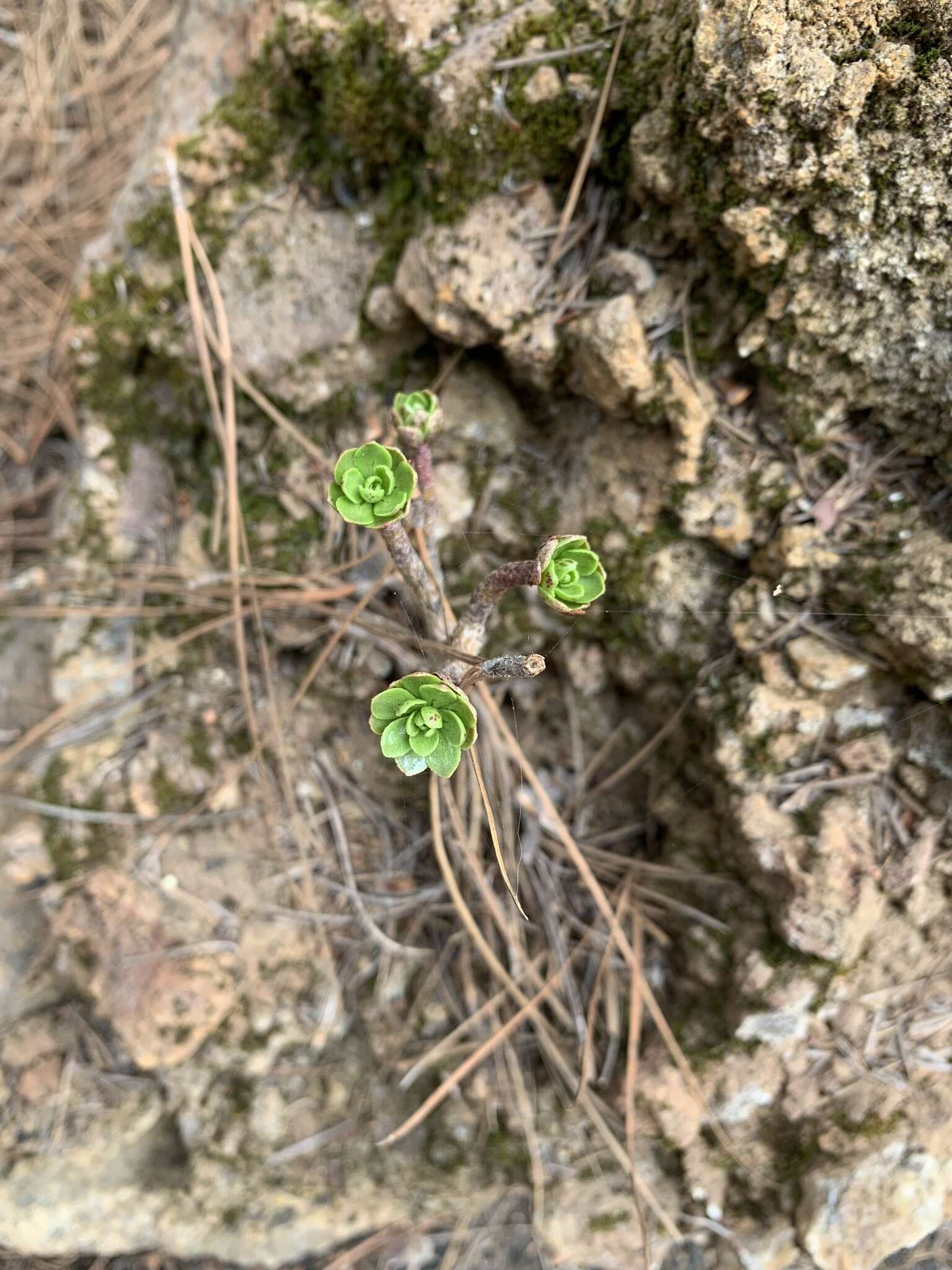 Image of Aeonium spathulatum (Hornem.) Praeger