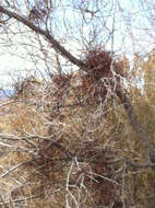 Image of mesquite mistletoe