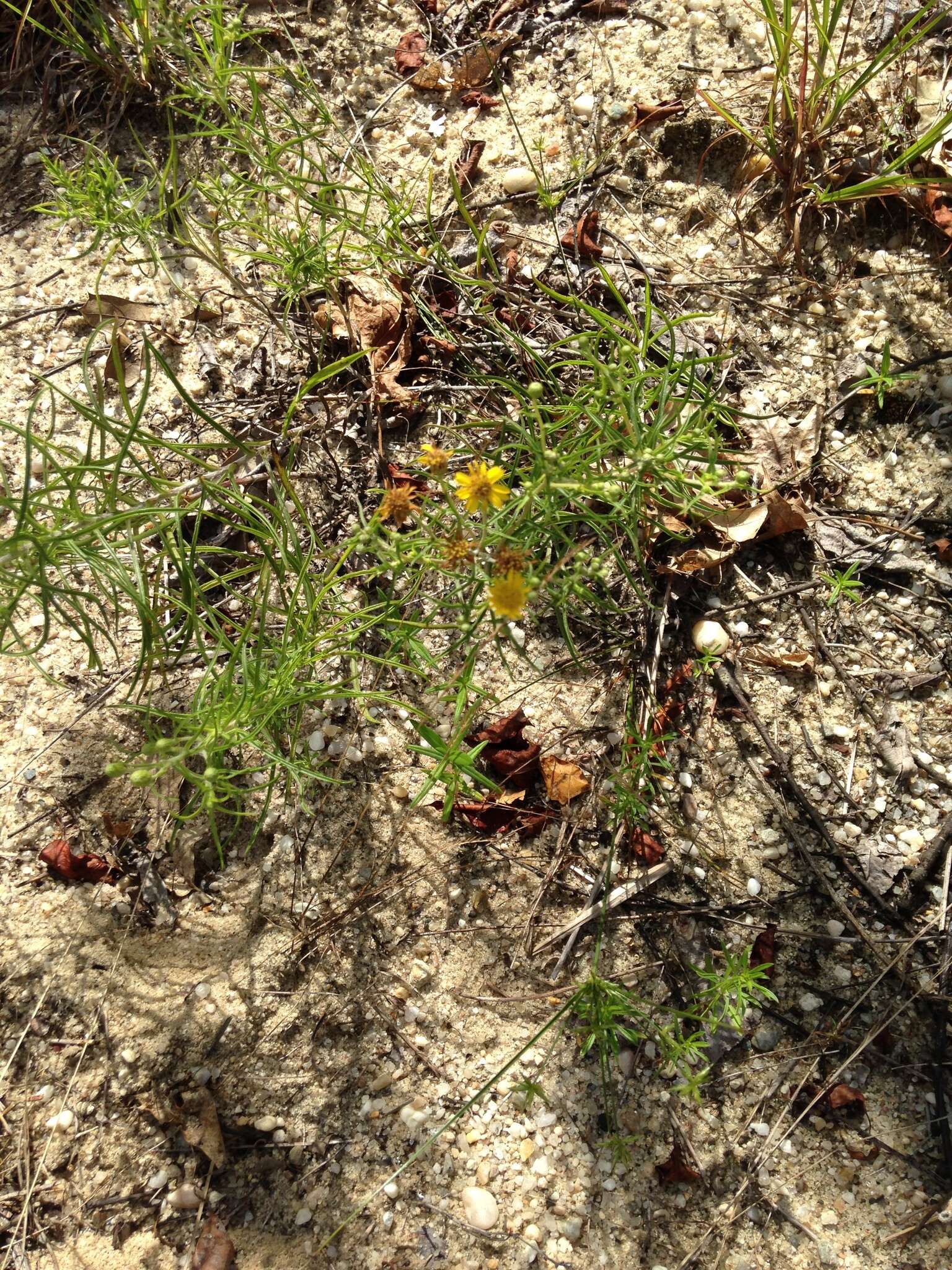 Image of sickleleaf silkgrass