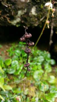 Image of Pyrola morrisonensis (Hayata) Hayata