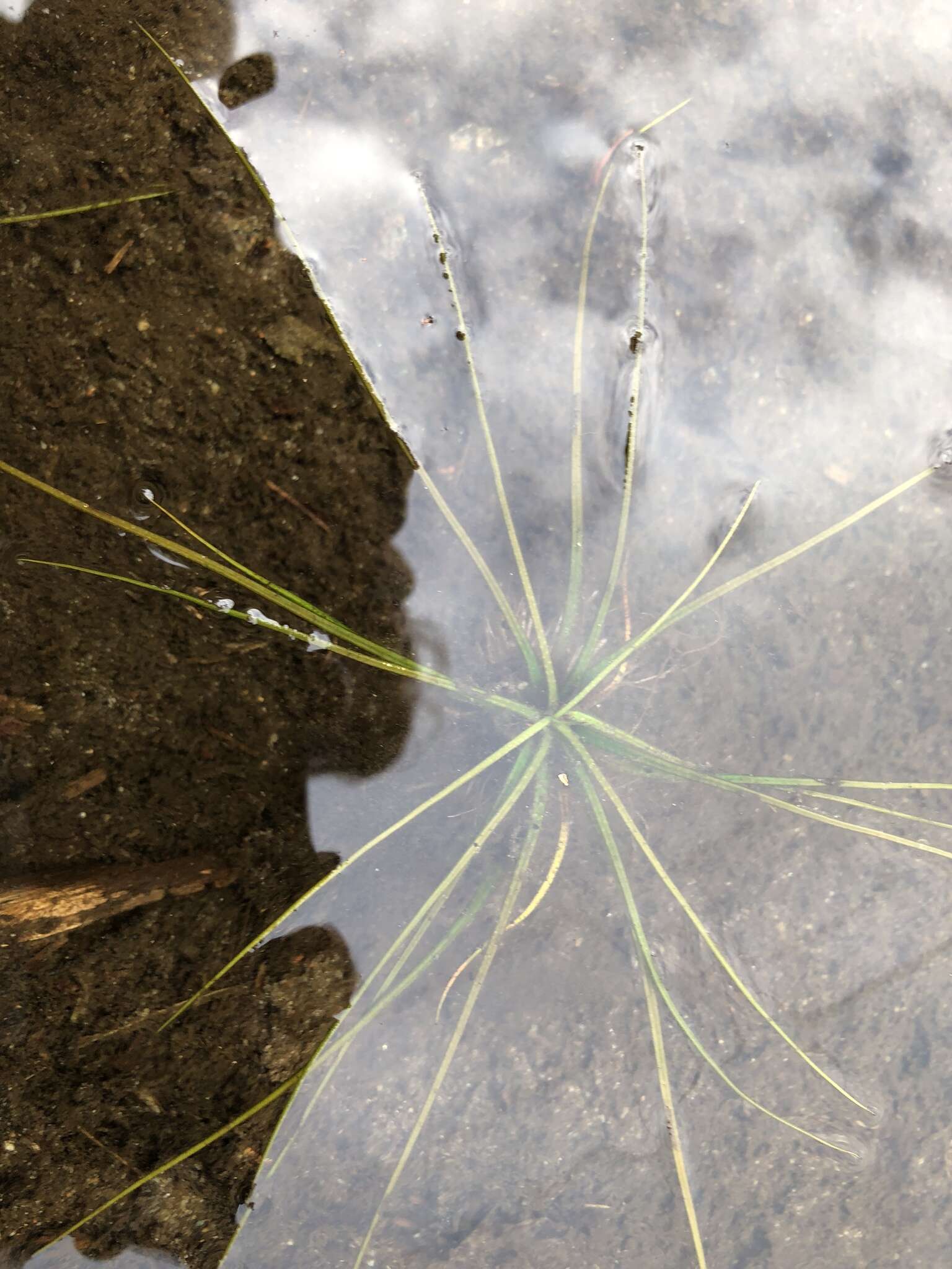 Image of spiny-spored quillwort