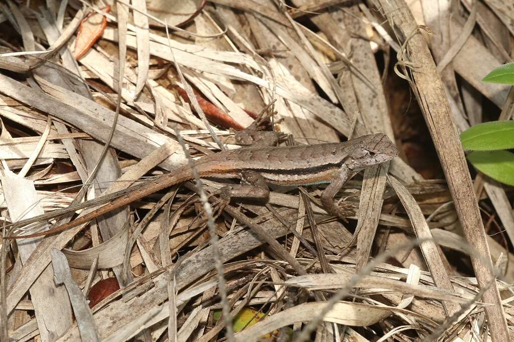 Image of Florida Scrub Lizard