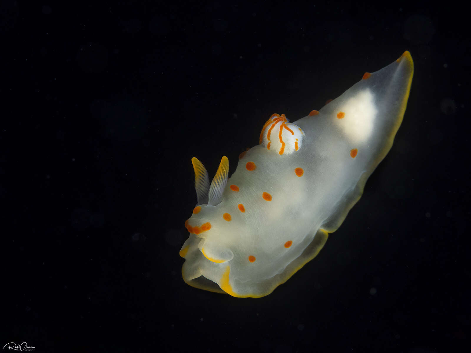 Image of Red spotted transluscent slug