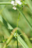 Image of Common Marsh-bedstraw