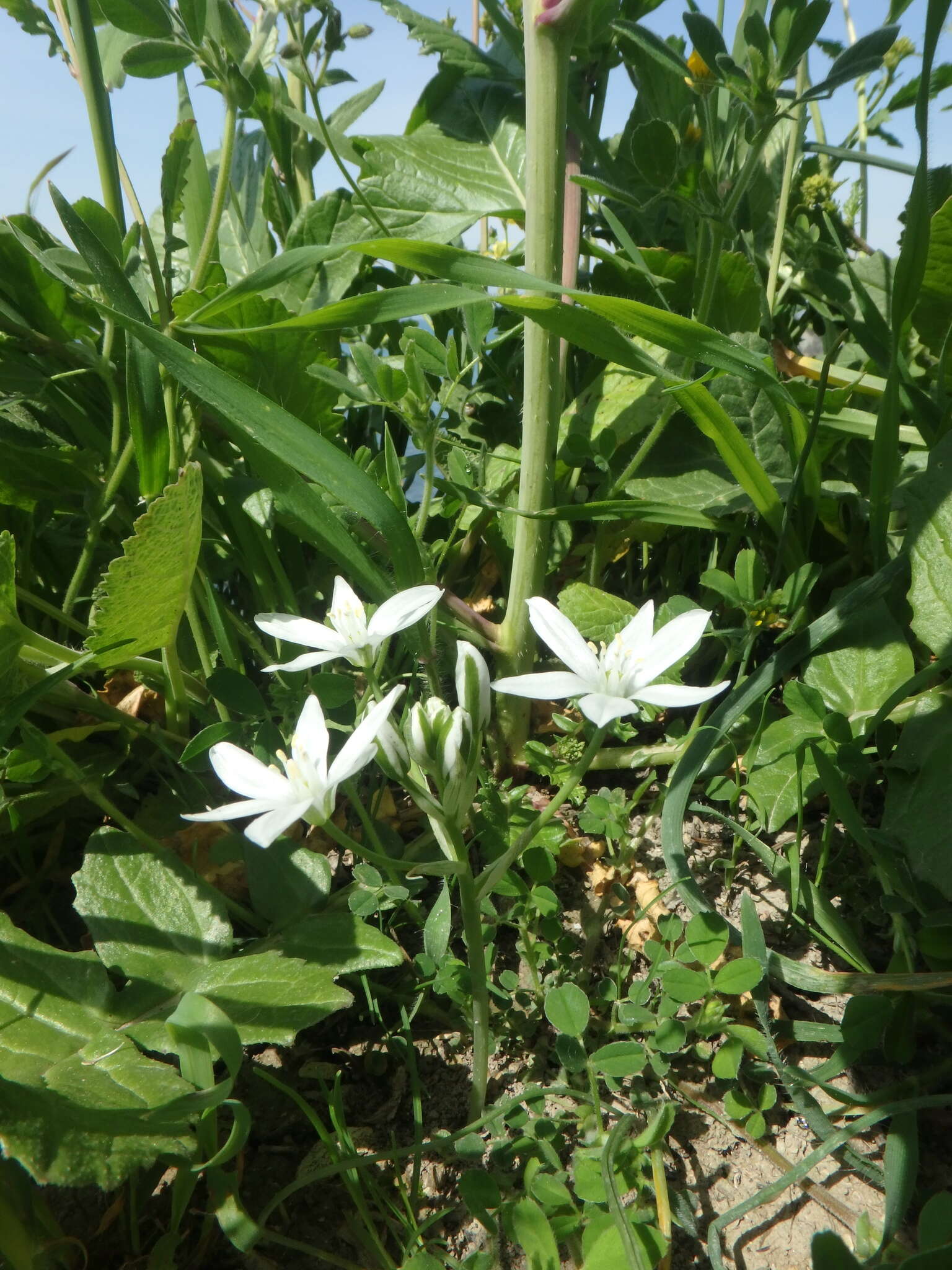 Image of Ornithogalum woronowii Krasch.