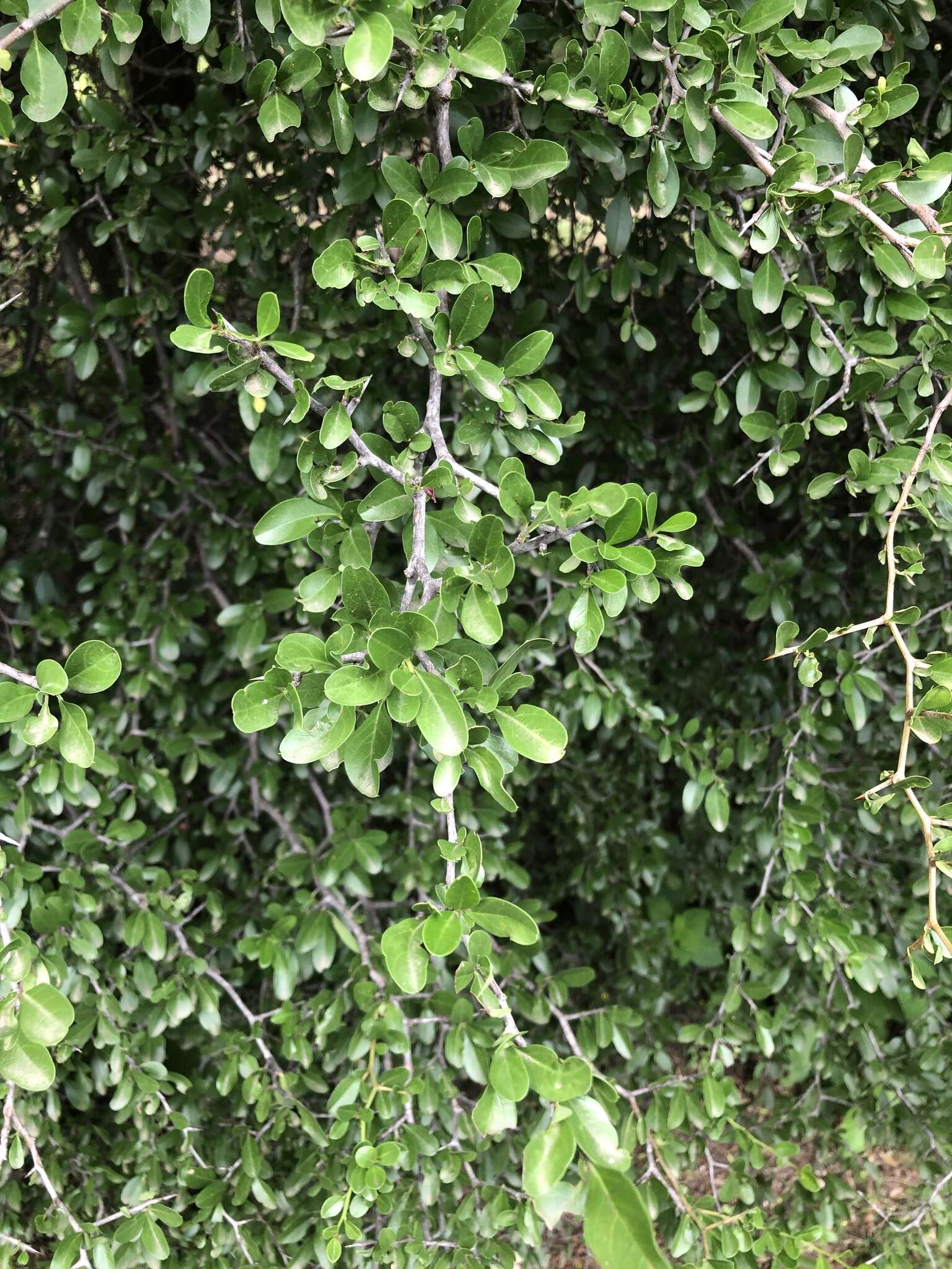 Image of Condalia buxifolia Reiss.