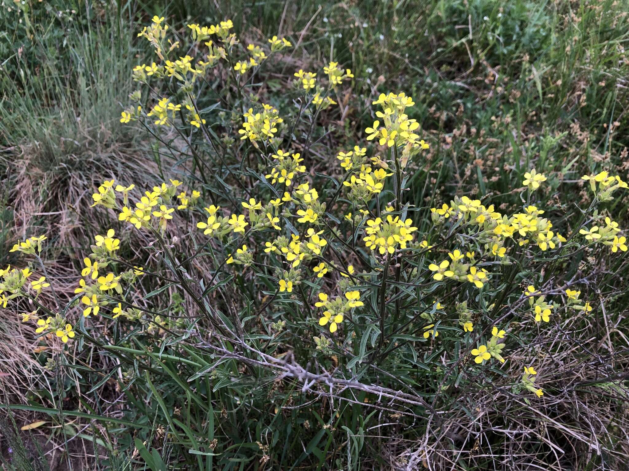 Image of Erysimum crepidifolium Rchb.