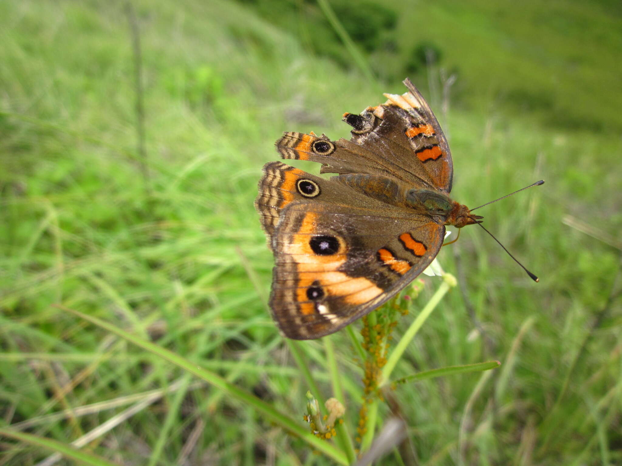 Image of <i>Junonia zonalis</i>