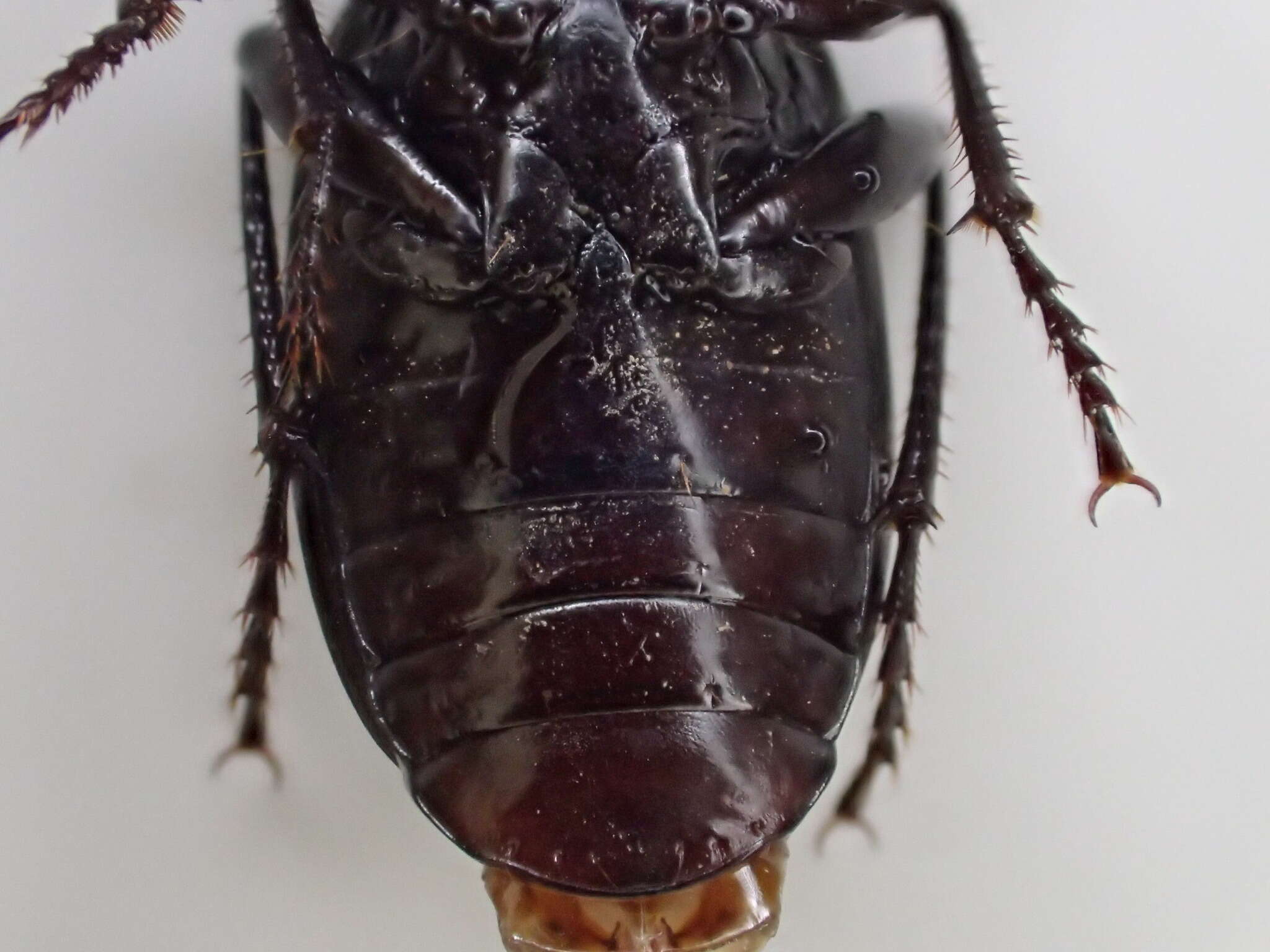 Image de Pterostichus (Hypherpes) isabellae Le Conte 1851