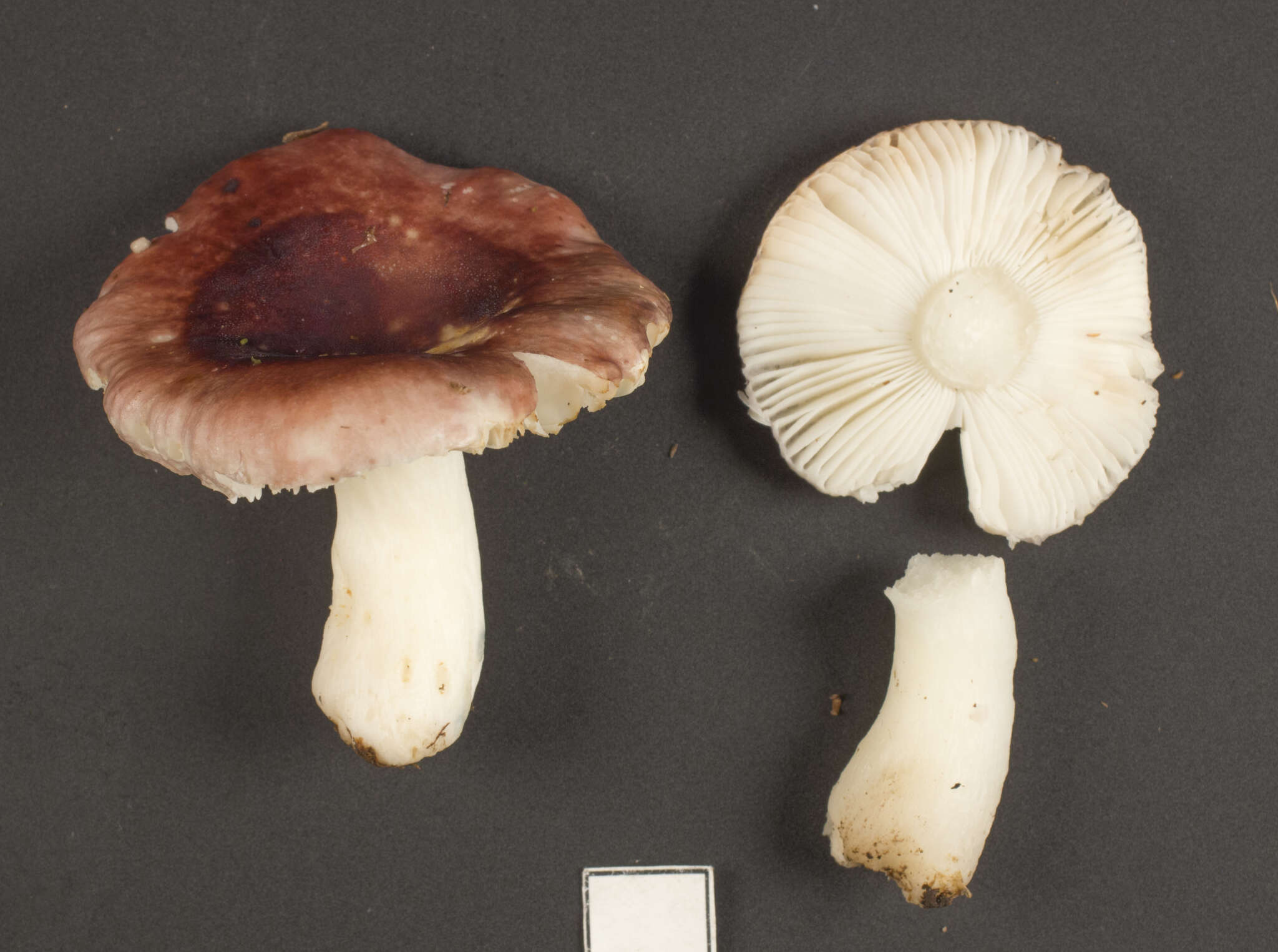 Image de Russula roseopileata McNabb 1973