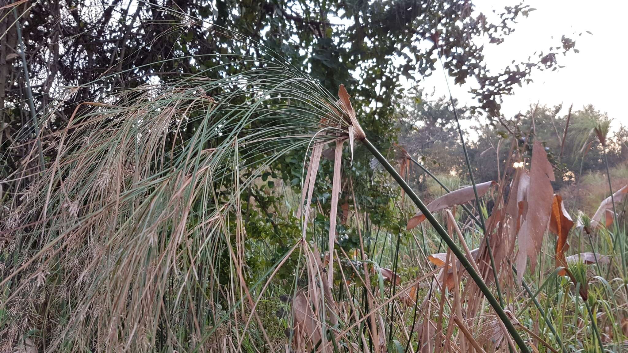 Cyperus giganteus Vahl的圖片