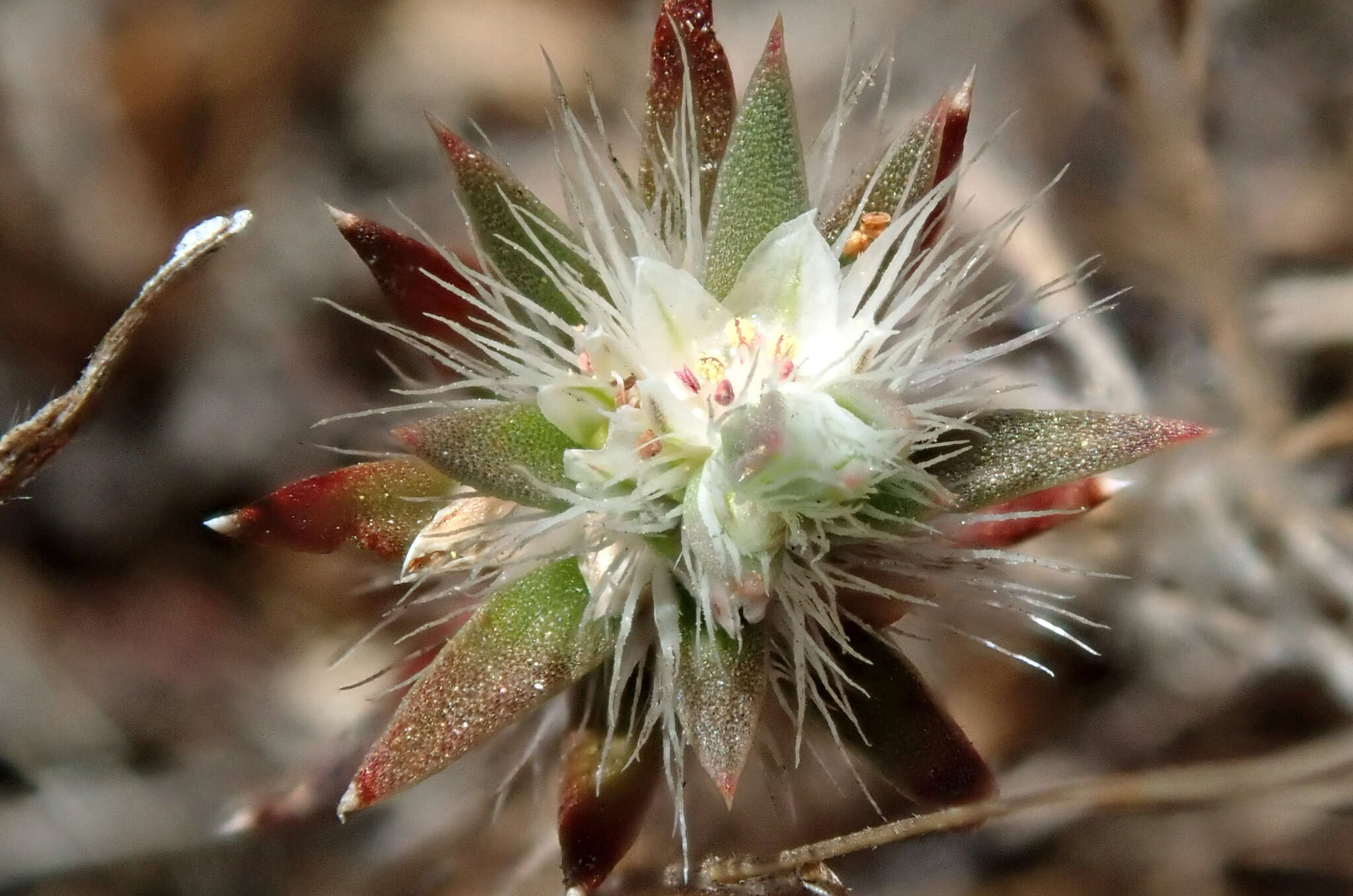 Image of Scotts Valley Polygonum