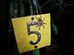 Image of Costa Rican Chevron Tarantula