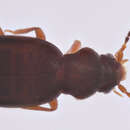 Image of Lesteva cribratula (Casey 1893)