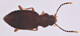 Image of Lesteva cribratula (Casey 1893)