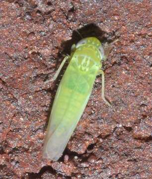 Image of Potato Leafhopper