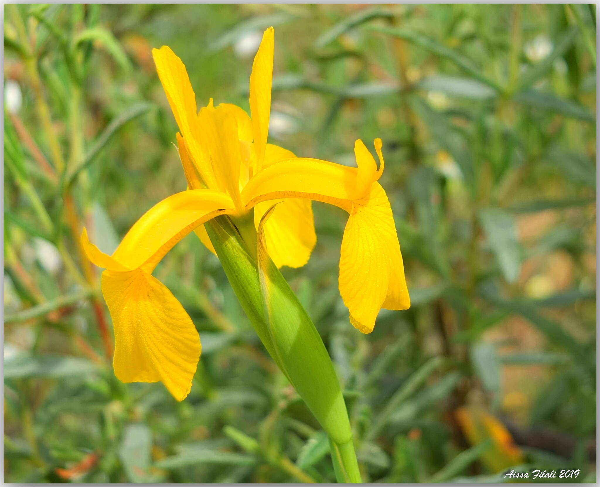 Image of Iris juncea Poir.