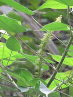 Image of Acalypha stachyura Pax