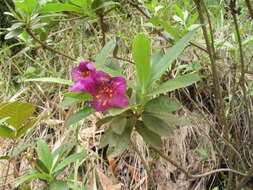 Imagem de Rhododendron lepidotum Wall.