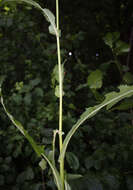 Image of moist sowthistle