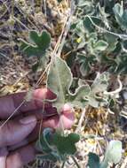 Image of Passiflora pentaschista