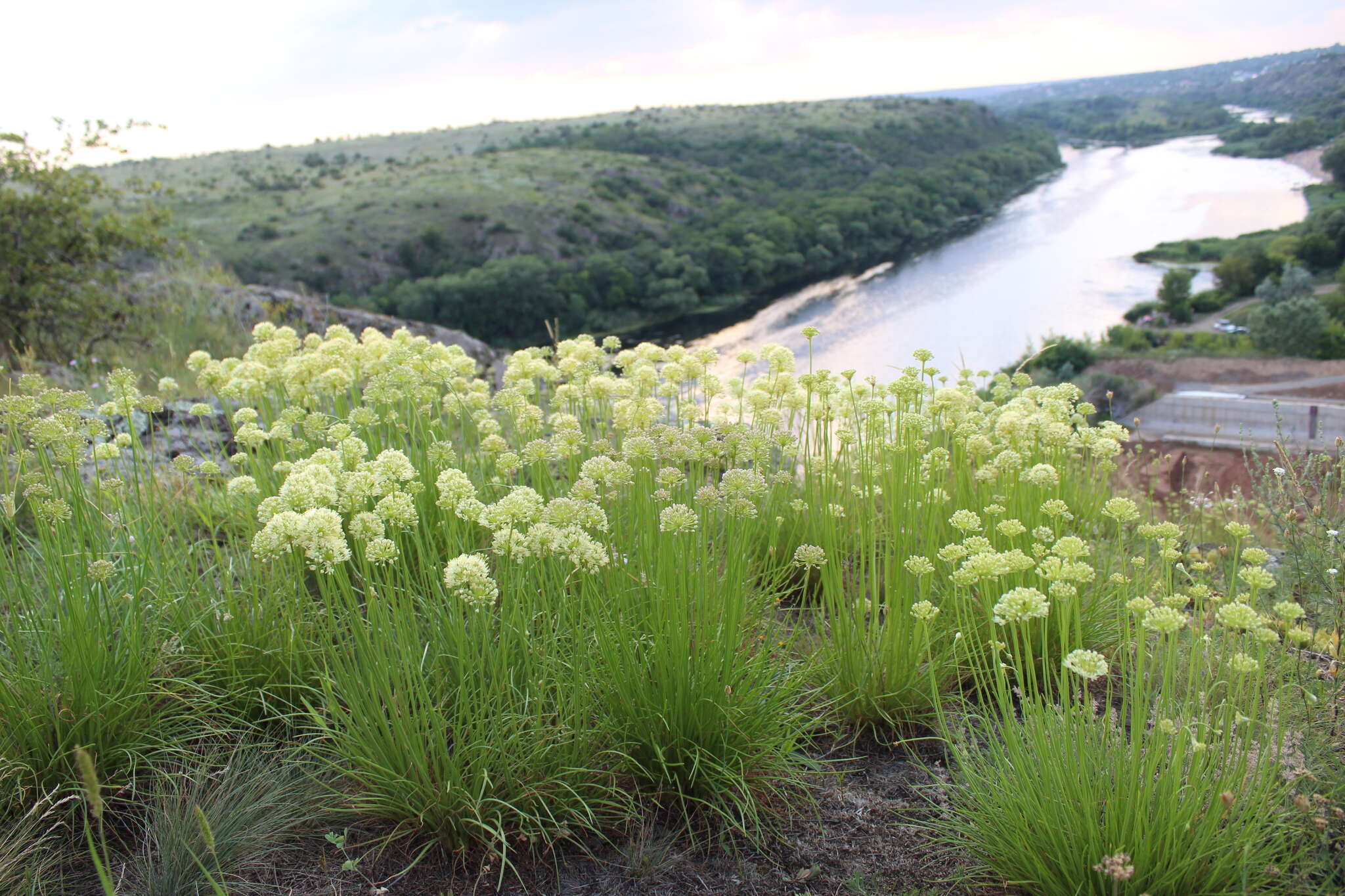 Image of Allium flavescens Besser