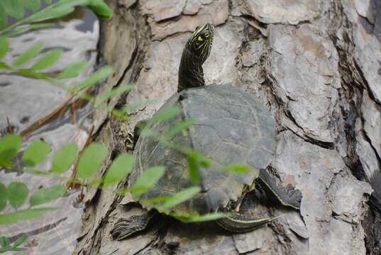 Image of Sabine map turtle