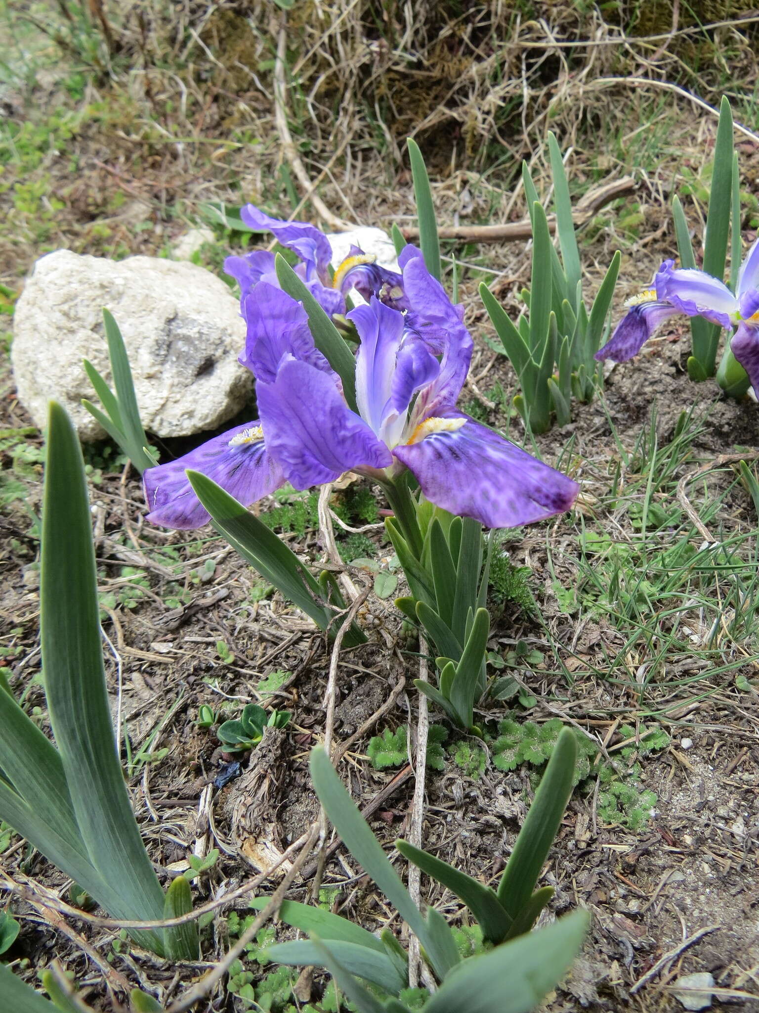 Image of Iris kemaonensis Wall. ex D. Don