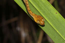 Image of Western Tree Snake