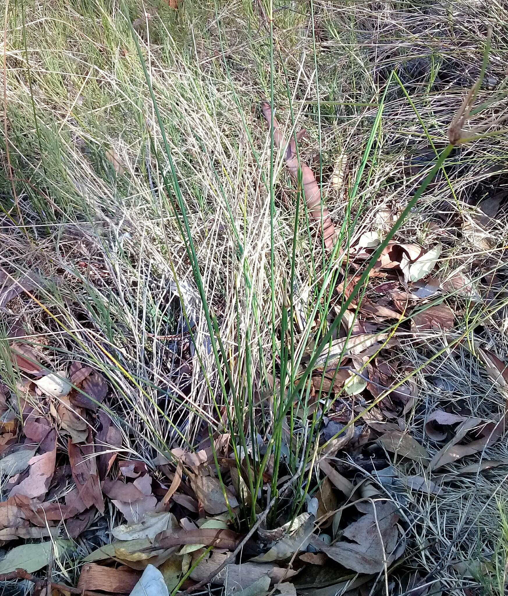 Imagem de Cyperus gymnocaulos Steud.