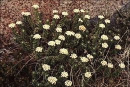 Ozothamnus rodwayi A. E. Orchard resmi