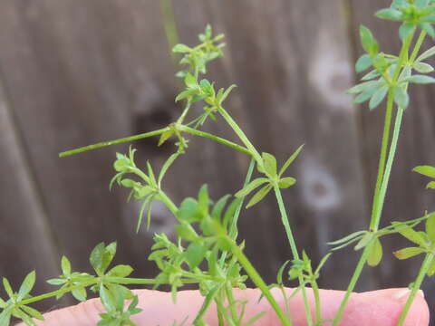 Plancia ëd Galium divaricatum Pourr. ex Lam.