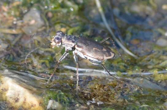 Image of Ellipsoptera nevadica lincolniana (Casey 1916)