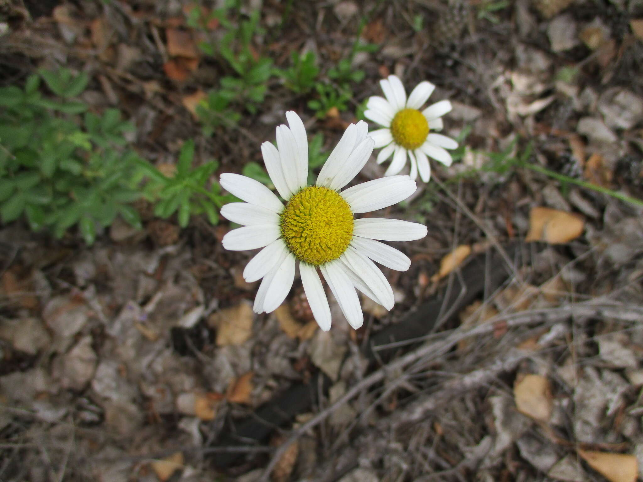 Слика од Leucanthemum ircutianum (Turcz.) DC.