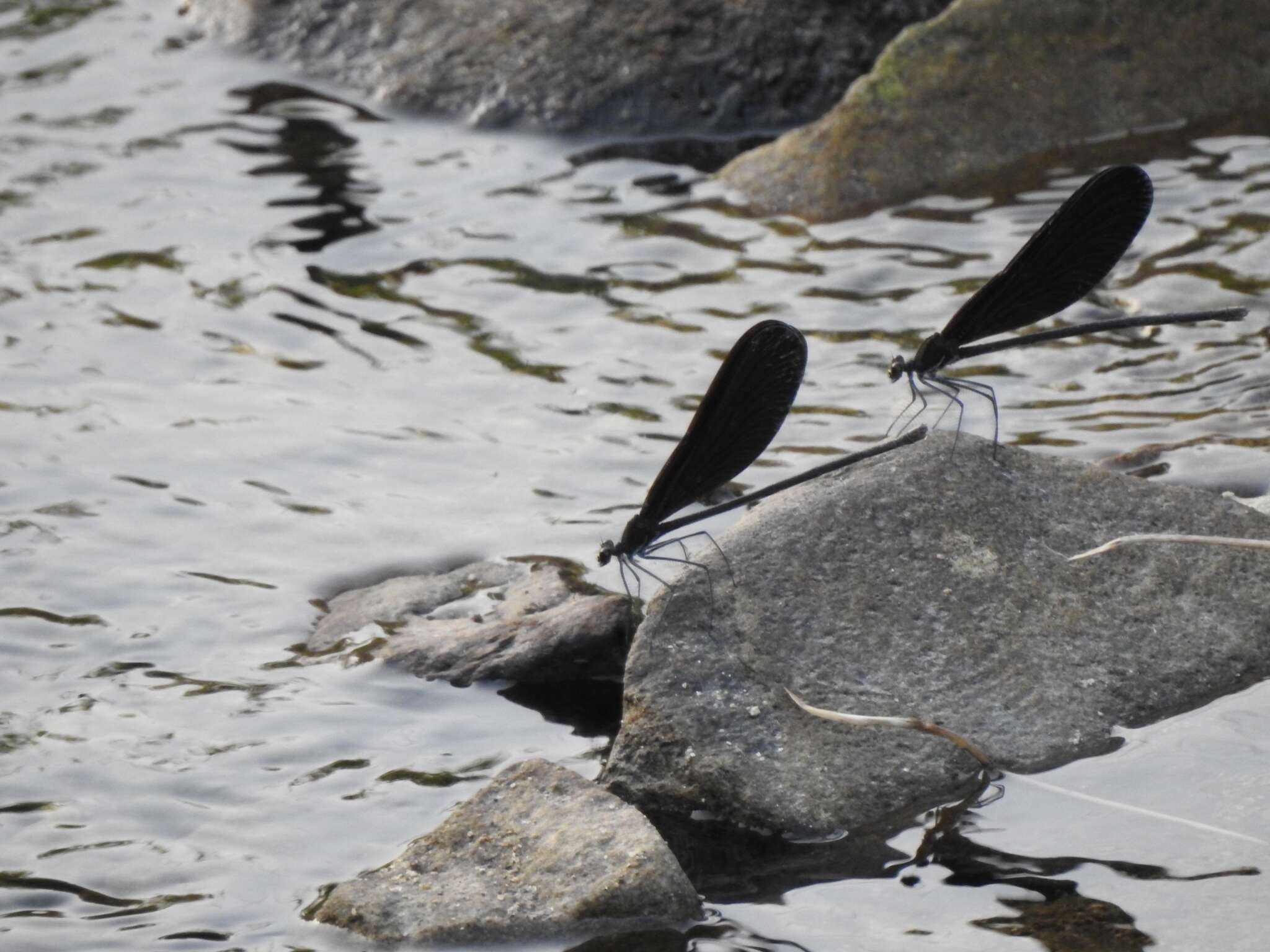 Image of Atrocalopteryx Dumont, Vanfleteren, De Jonckheere & Weekers 2005