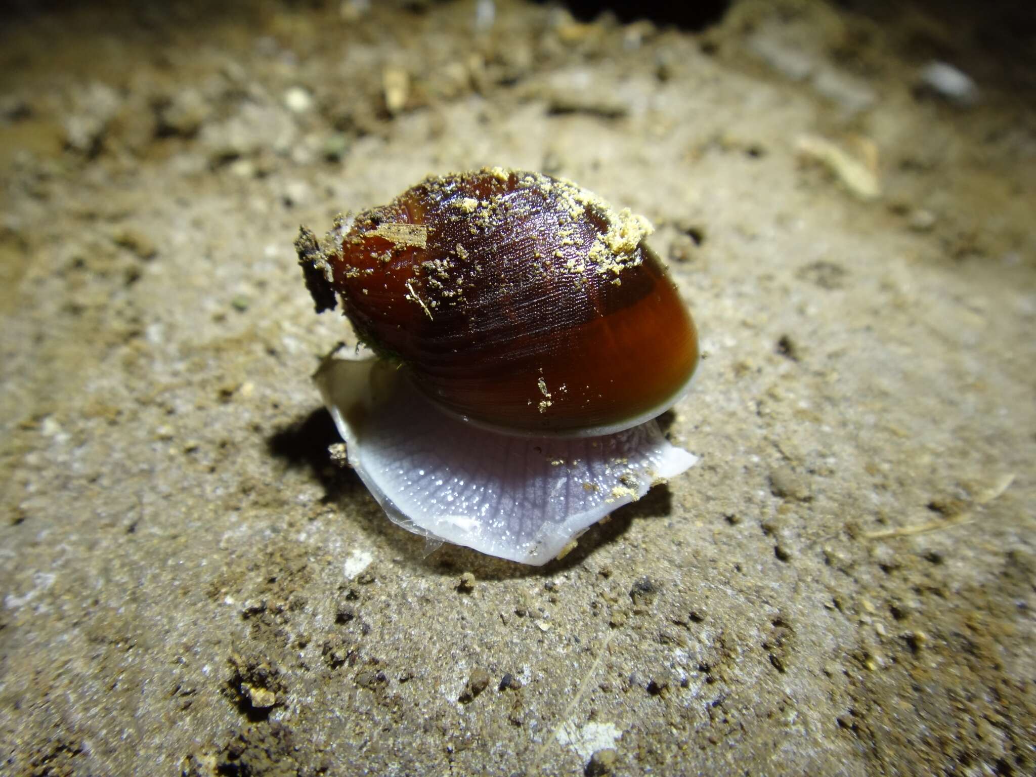 صورة Megalobulimus dryades Fontenelle, Simone & Cavallari 2021