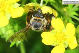 Image of Eucera pekingensis Yasumatsu 1946