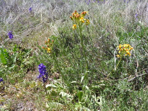 Image of lambstongue ragwort