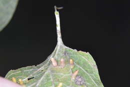 Image of <i>Celticecis aciculata</i>