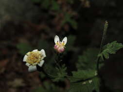 Leucheria cantillanensis resmi