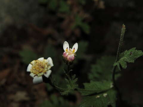 Image of Leucheria cantillanensis