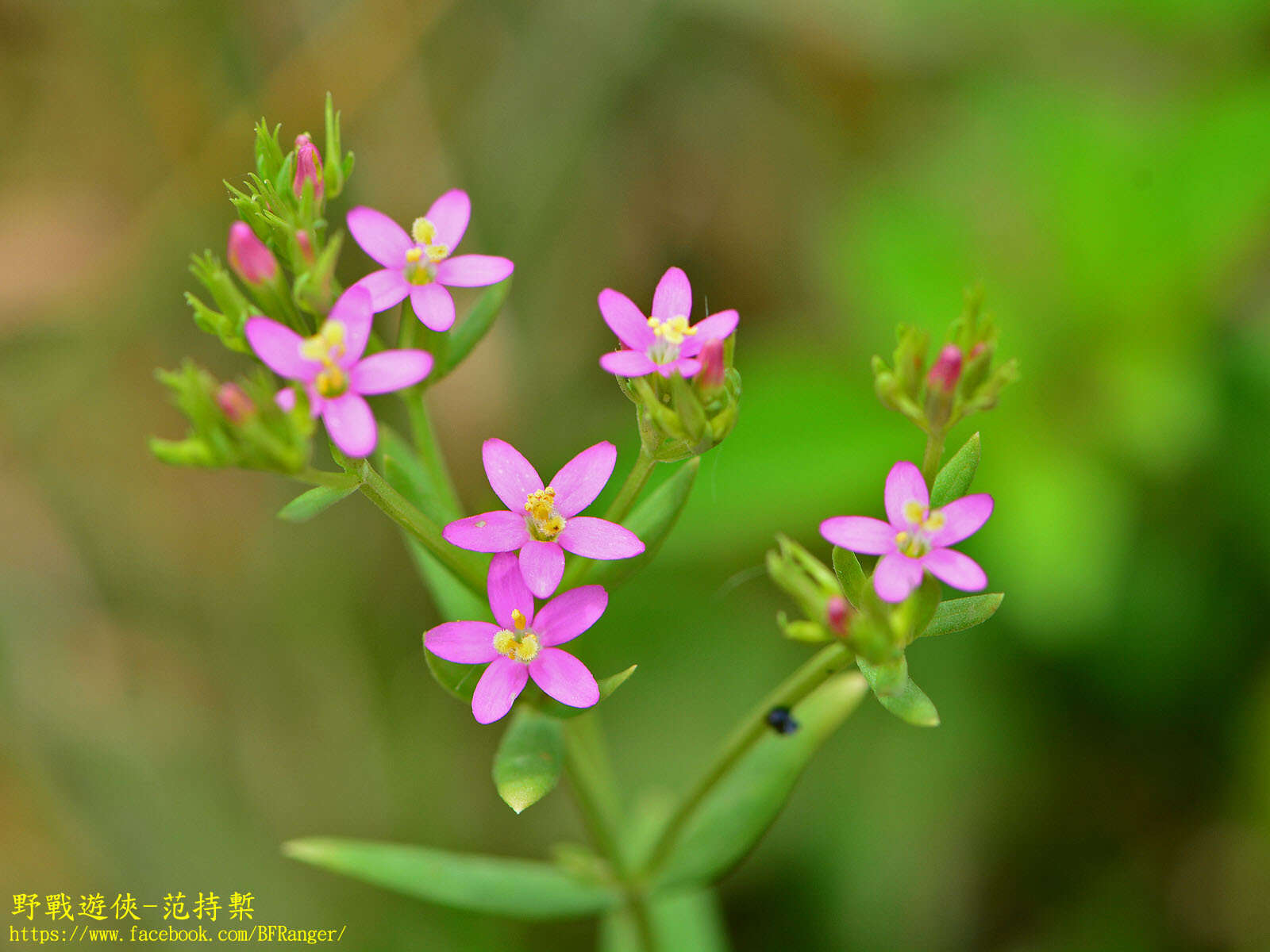 Image of Centaurium pulchellum var. altaicum (Griseb.) Kitagawa & H. Hara