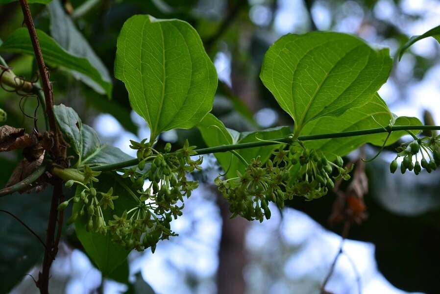 Image of Smilax subpubescens A. DC.