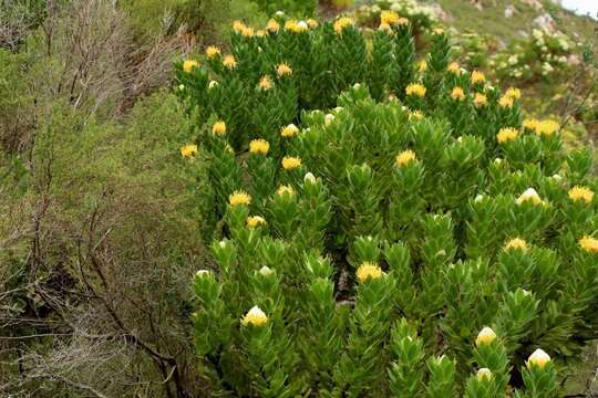 Image of Leucospermum conocarpodendron subsp. viridum Rourke