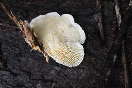 Image of Trametes vespacea (Pers.) Zmitr., Wasser & Ezhov 2012