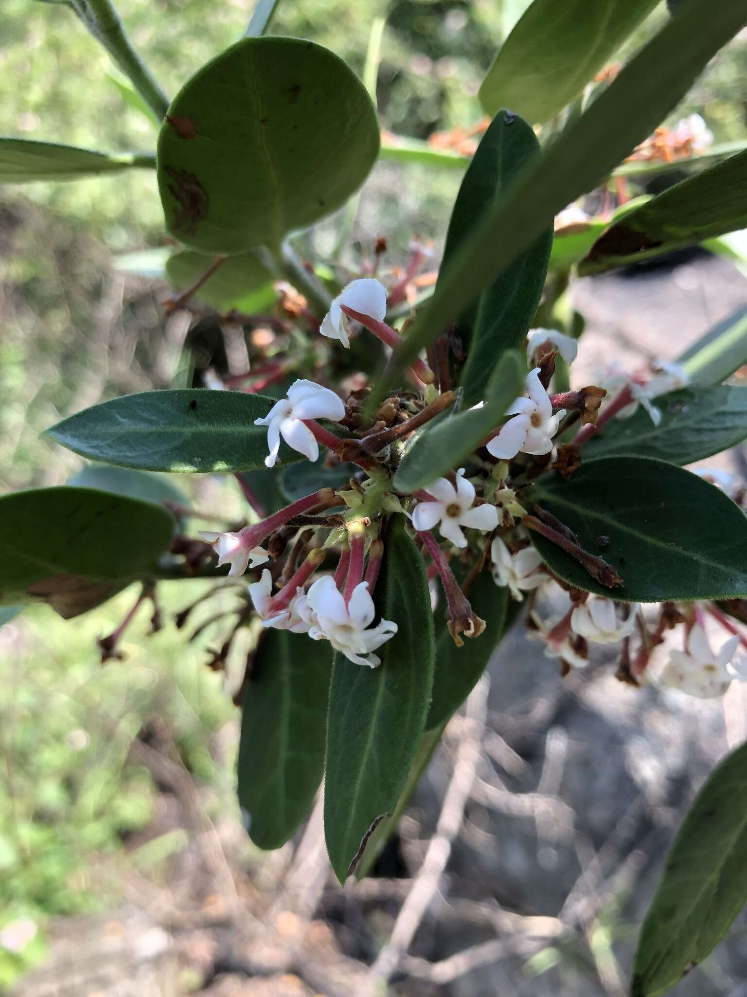 Image of Round-leaved Poison-bush