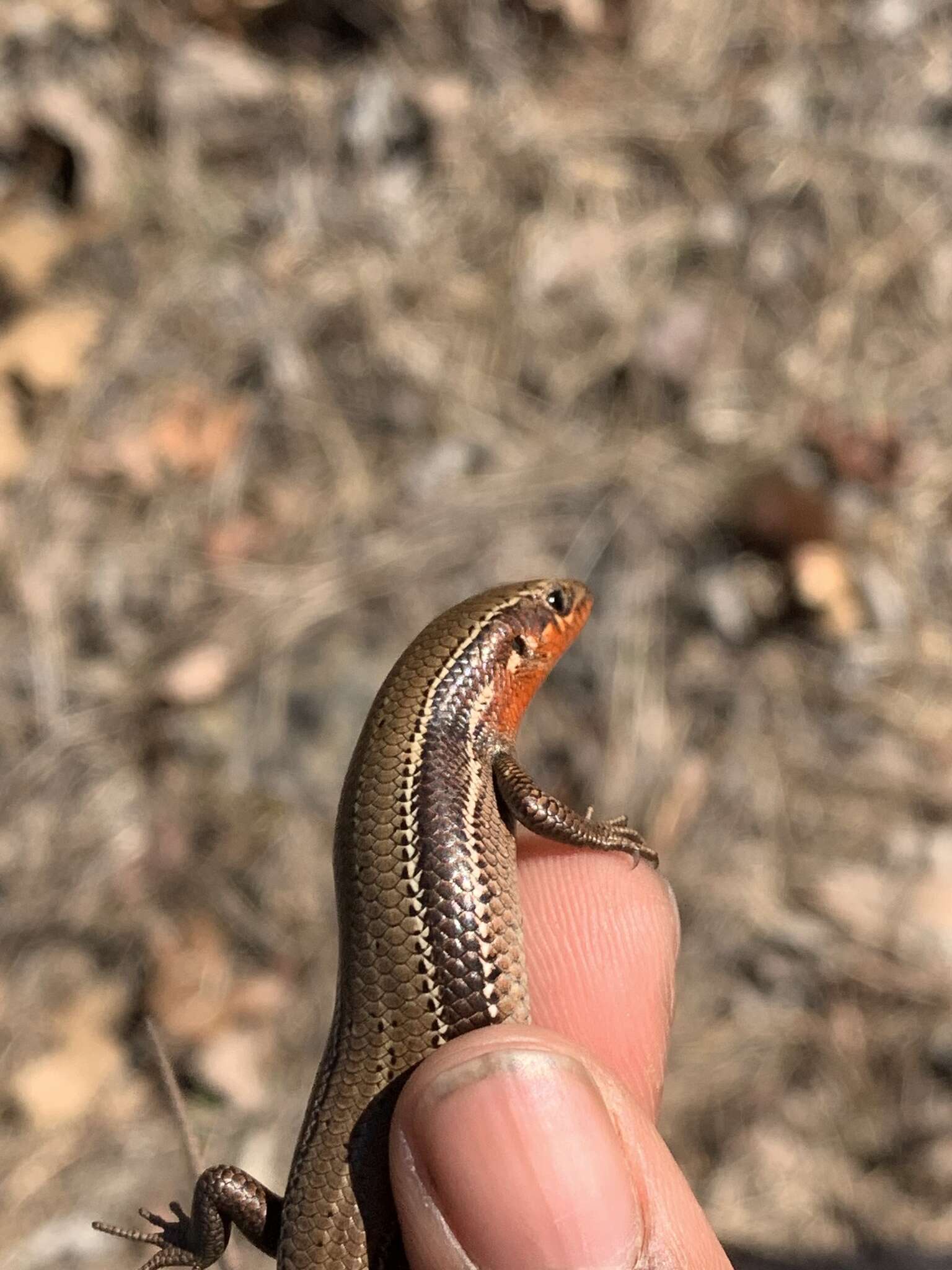 Image of Coal Skink