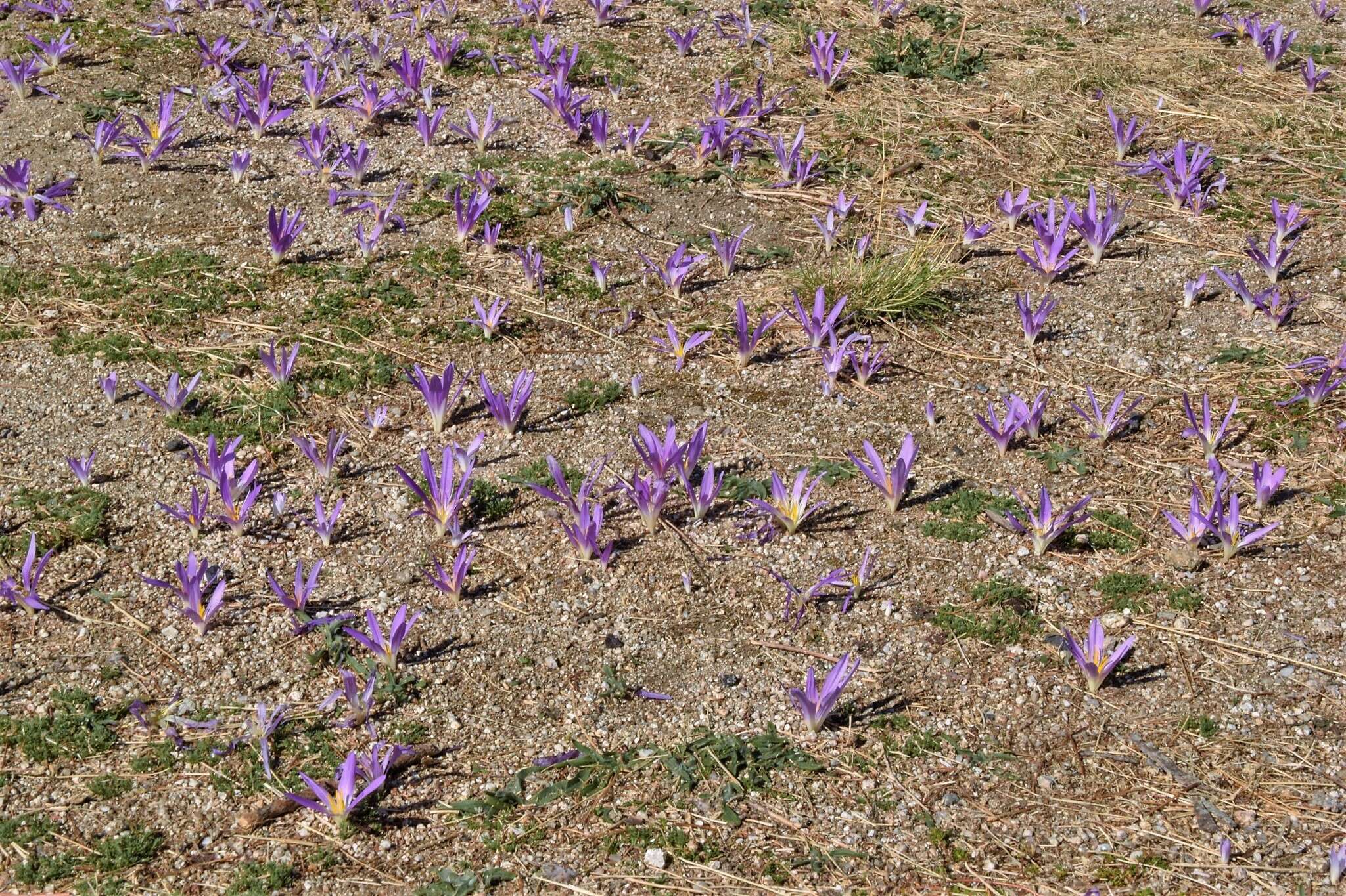 Image de Colchicum montanum L.