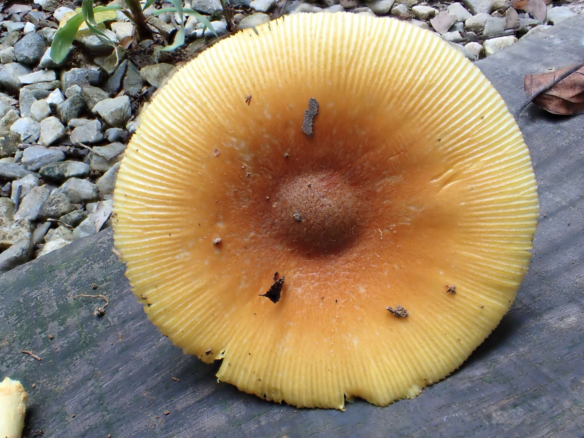 Image of Amanita similis Boedijn 1951